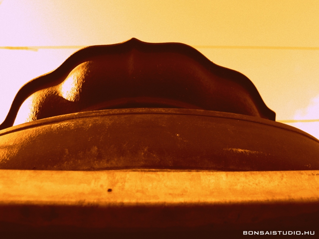 marczika bonsai kerteszet erd hungary bonsai studio